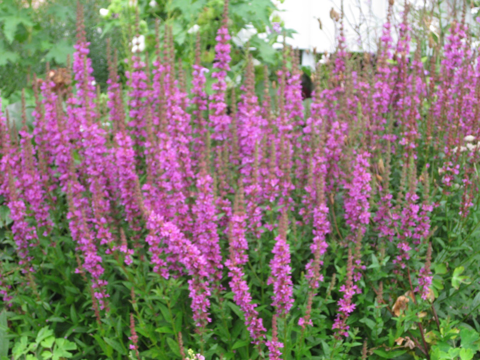 fackelblomster fackelblomster